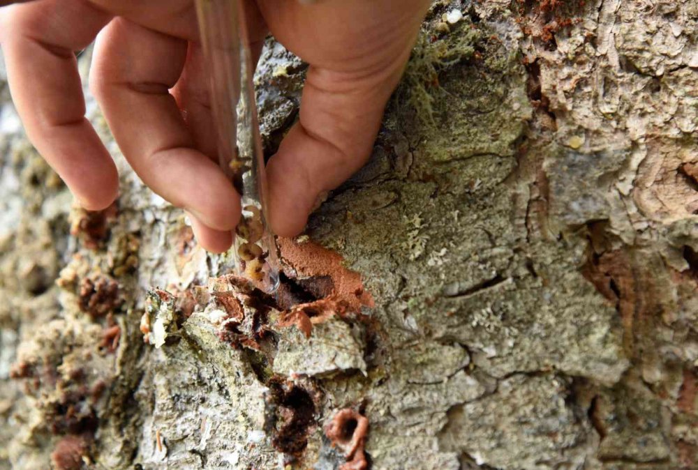 ARTVİN'DE LADİN ORMANLARINA ZARAR VEREN "DENDROCTONUS MİCANS" İSİMLİ DEV KABUK BÖCEĞİNE KARŞI MÜCADELE ARALIKSIZ DEVAM EDİYOR