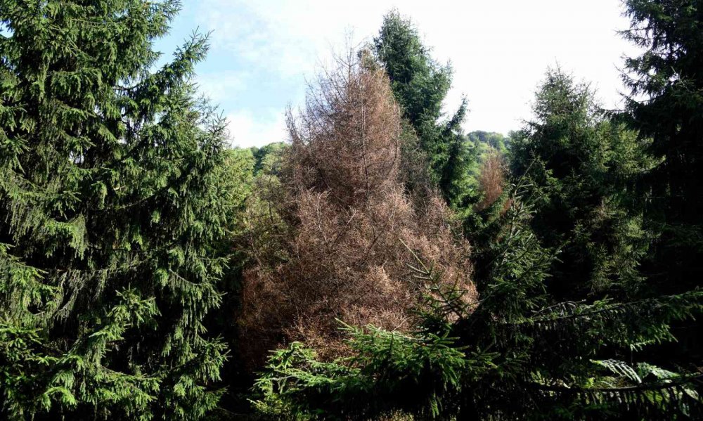 ARTVİN'DE LADİN ORMANLARINA ZARAR VEREN "DENDROCTONUS MİCANS" İSİMLİ DEV KABUK BÖCEĞİNE KARŞI MÜCADELE ARALIKSIZ DEVAM EDİYOR