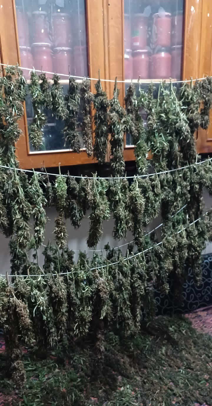 SAMSUN'DA NARKOTİK POLİSİ TARAFINDAN SOKAK SATICILARINA YÖNELİK DÜZENLENEN OPERASYONDA 9 KİLO 975 GRAM KUBAR ESRAR ELE GEÇİRİLDİ, 8 KİŞİ GÖZALTINA ALINDI