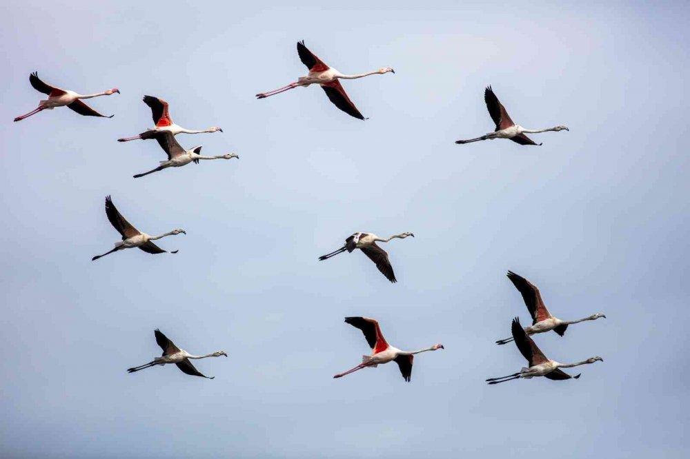 TÜRKİYE'DE "FLAMİNGO CENNETİ" OLARAK BİLİNEN TUZ GÖLÜ'NÜ MESKEN TUTAN FLAMİNGOLAR GÖÇ YOLU ÜZERİNDEKİ TOKAT'TA GÖRÜNTÜLENDİ