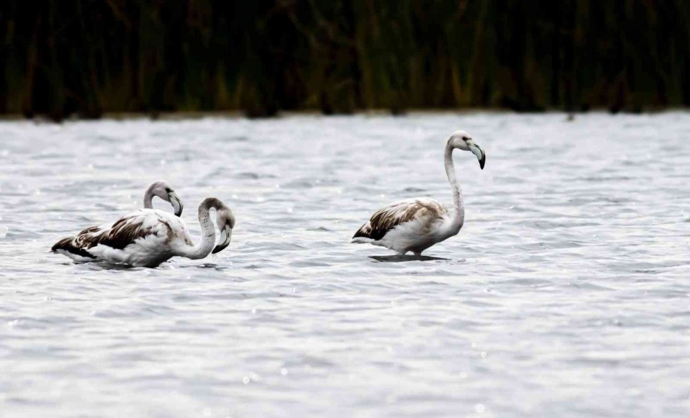 TÜRKİYE'DE "FLAMİNGO CENNETİ" OLARAK BİLİNEN TUZ GÖLÜ'NÜ MESKEN TUTAN FLAMİNGOLAR GÖÇ YOLU ÜZERİNDEKİ TOKAT'TA GÖRÜNTÜLENDİ