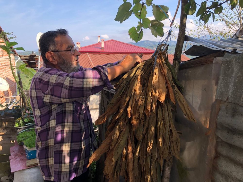 BİR ZAMANLAR TÜM TÜRKİYE'DE MEŞHUR OLAN RİZE'NİN PAZAR İLÇESİNDE YETİŞTİRİLEN PURO TÜTÜNLERİNİN EKİMLERİNE TEKRARDAN BAŞLANDI