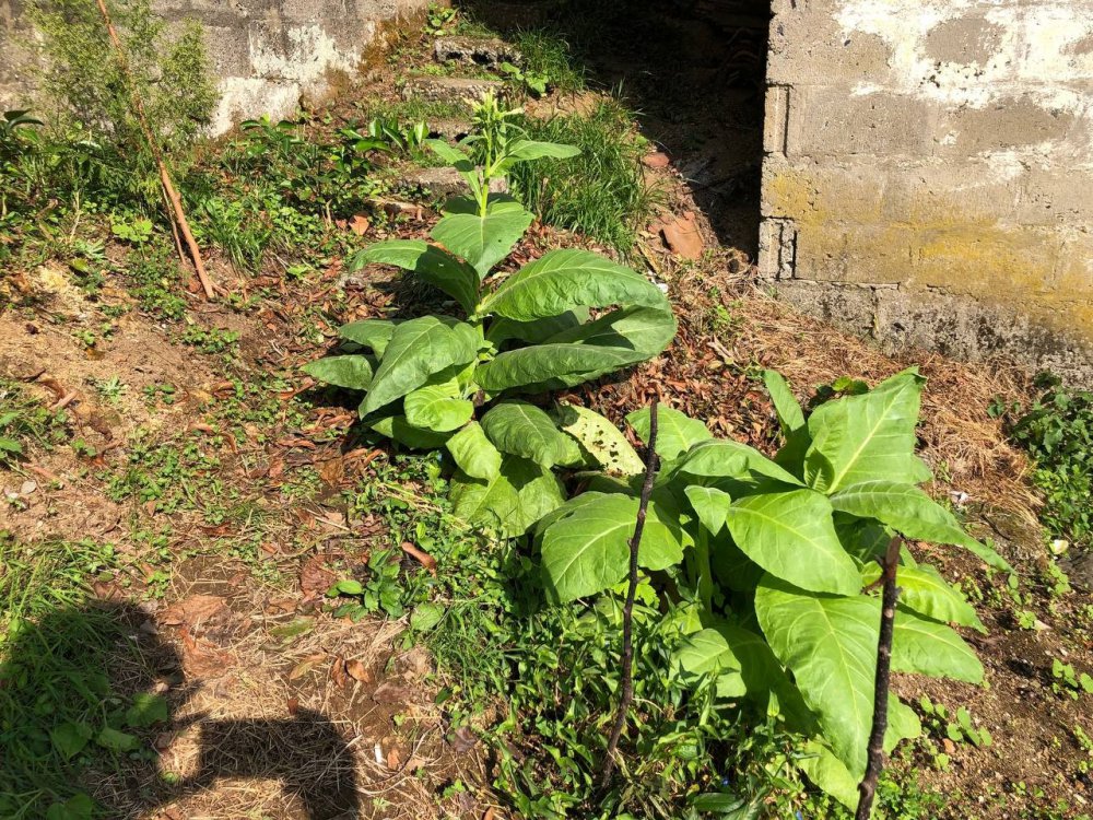 BİR ZAMANLAR TÜM TÜRKİYE'DE MEŞHUR OLAN RİZE'NİN PAZAR İLÇESİNDE YETİŞTİRİLEN PURO TÜTÜNLERİNİN EKİMLERİNE TEKRARDAN BAŞLANDI