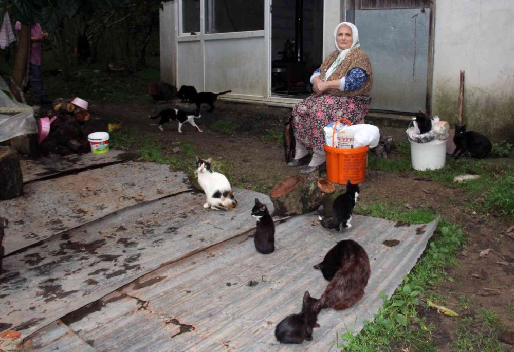 GİRESUN'UN KEŞAP İLÇESİNDE YAŞAYAN 70 YAŞINDAKİ HANİFE AYDEMİR, SEVGİ VE ÖZVERİYLE ONLARCA KEDİYE ANNELİK YAPIYOR