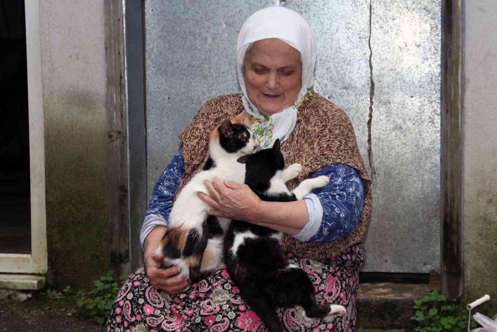GİRESUN'UN KEŞAP İLÇESİNDE YAŞAYAN 70 YAŞINDAKİ HANİFE AYDEMİR, SEVGİ VE ÖZVERİYLE ONLARCA KEDİYE ANNELİK YAPIYOR