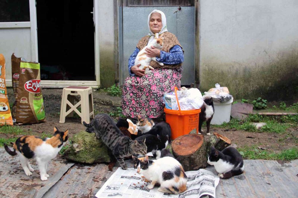 GİRESUN'UN KEŞAP İLÇESİNDE YAŞAYAN 70 YAŞINDAKİ HANİFE AYDEMİR, SEVGİ VE ÖZVERİYLE ONLARCA KEDİYE ANNELİK YAPIYOR