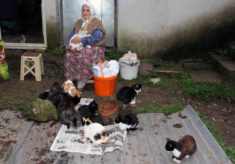 GİRESUN'UN KEŞAP İLÇESİNDE YAŞAYAN 70 YAŞINDAKİ HANİFE AYDEMİR, SEVGİ VE ÖZVERİYLE ONLARCA KEDİYE ANNELİK YAPIYOR