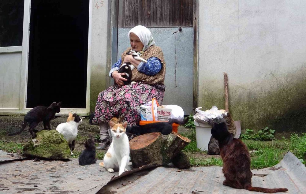 GİRESUN'UN KEŞAP İLÇESİNDE YAŞAYAN 70 YAŞINDAKİ HANİFE AYDEMİR, SEVGİ VE ÖZVERİYLE ONLARCA KEDİYE ANNELİK YAPIYOR