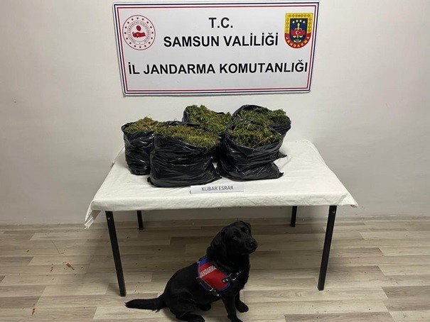 SAMSUN YAPILAN UYUŞTURUCU VE KAÇAKÇILIK OPERASYONLARINDA 30 BİN 687 GRAM KUBAR ESRAR, 245 KÖK KENEVİR BİTKİSİ VE 308 ADET SENTETİK UYUŞTURUCU ECZA HAP ELE GEÇİRİLDİ, 65 ŞÜPHELİ GÖZALTINA ALINDI