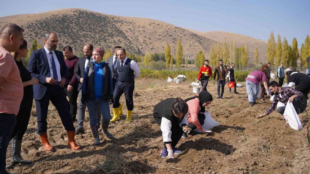 BAYBURT’TA BİR İLK OLAN SOYA FASULYESİ VE YENİ TÜR PATATESTE BEKLENEN HASAT GERÇEKLEŞTİ