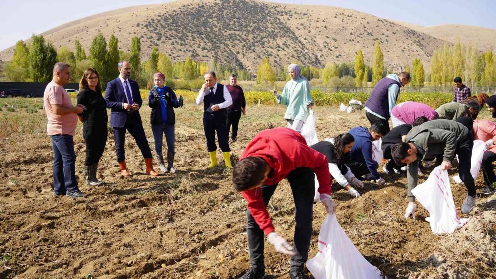 BAYBURT’TA BİR İLK OLAN SOYA FASULYESİ VE YENİ TÜR PATATESTE BEKLENEN HASAT GERÇEKLEŞTİ