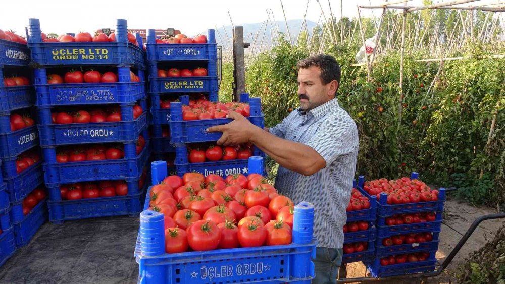 TOKAT'TA DOMATES SEZON SONU TARLADA 7 LİRADAN ALICI BULMASI ÜRETİCİNİN YÜZÜNÜ GÜLDÜRDÜ