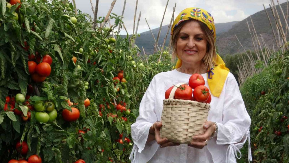 TOKAT'TA DOMATES SEZON SONU TARLADA 7 LİRADAN ALICI BULMASI ÜRETİCİNİN YÜZÜNÜ GÜLDÜRDÜ