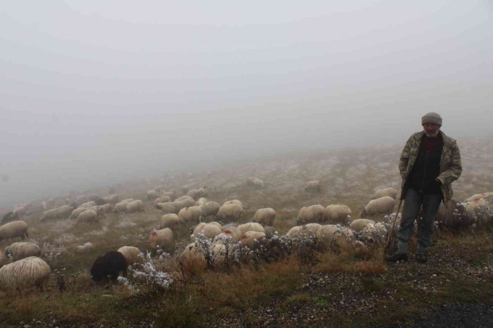ORDU'NUN KABADÜZ VE MESUDİYE İLÇELERİNDEKİ YAYLALARA MEVSİMİN İLK KARI YAĞDI