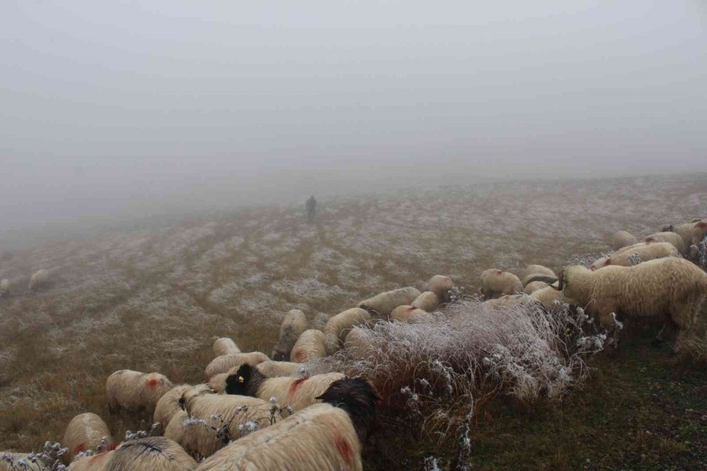 ORDU'NUN KABADÜZ VE MESUDİYE İLÇELERİNDEKİ YAYLALARA MEVSİMİN İLK KARI YAĞDI