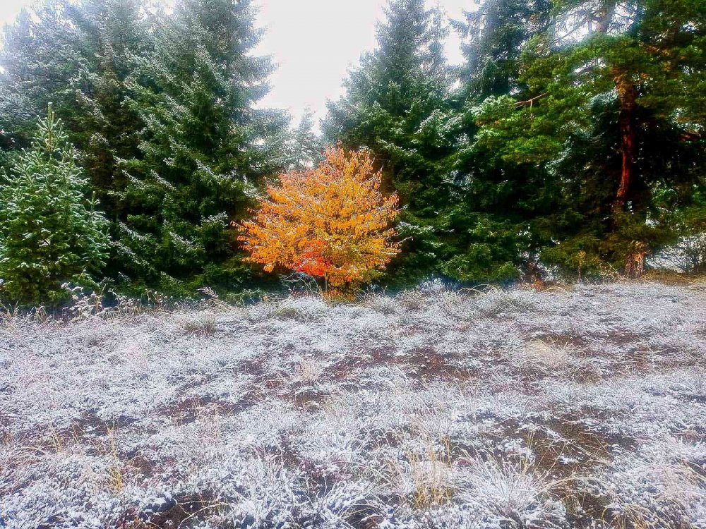 Artvin'de etkili olan kar yağışı yüksek kesimleri beyaza bürüdü. Arhavi'nin 2 bin 200 rakımlı Nopapeni Yaylasında kar kalınlığı 30 santimetreyi bulurken, Şavşat'ta ise sonbahar renkleri beyaz örtüyle kaplandı.