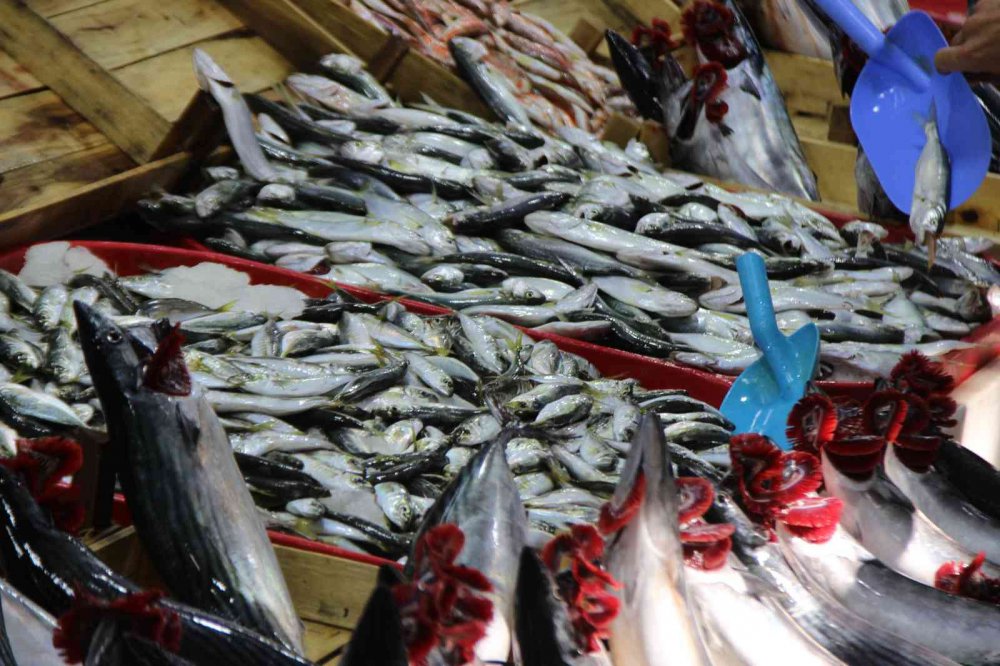 ZONGULDAK'IN EREĞLİ İLÇESİNDE GEÇTİĞİMİZ HAFTA BÜYÜKLÜĞÜNE GÖRE TANESİ 60-70 TL ARASINDA DEĞİŞEN FİYATLARDAN SATILAN PALAMUT BU HAFTA TANESİ 25 TL'DEN SATILMAYA BAŞLADI