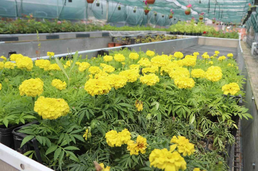 TRABZON'UN AKÇAABAT İLÇE BELEDİYESİ , KENDİ KURDUĞU SERALAR SAYESİNDE HEM KENDİ İHTİYACINI KARŞILIYOR HEMDE BÖLGEDEKİ ÇİFTÇİLERİN FİDAN İHTİYACINI KARŞILIYOR