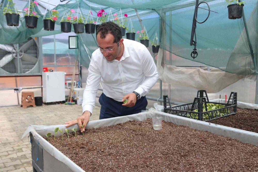 TRABZON'UN AKÇAABAT İLÇE BELEDİYESİ , KENDİ KURDUĞU SERALAR SAYESİNDE HEM KENDİ İHTİYACINI KARŞILIYOR HEMDE BÖLGEDEKİ ÇİFTÇİLERİN FİDAN İHTİYACINI KARŞILIYOR