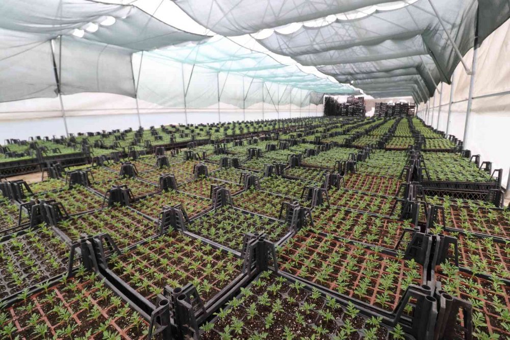 TRABZON'UN AKÇAABAT İLÇE BELEDİYESİ , KENDİ KURDUĞU SERALAR SAYESİNDE HEM KENDİ İHTİYACINI KARŞILIYOR HEMDE BÖLGEDEKİ ÇİFTÇİLERİN FİDAN İHTİYACINI KARŞILIYOR