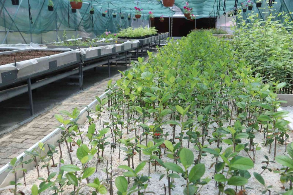 TRABZON'UN AKÇAABAT İLÇE BELEDİYESİ , KENDİ KURDUĞU SERALAR SAYESİNDE HEM KENDİ İHTİYACINI KARŞILIYOR HEMDE BÖLGEDEKİ ÇİFTÇİLERİN FİDAN İHTİYACINI KARŞILIYOR