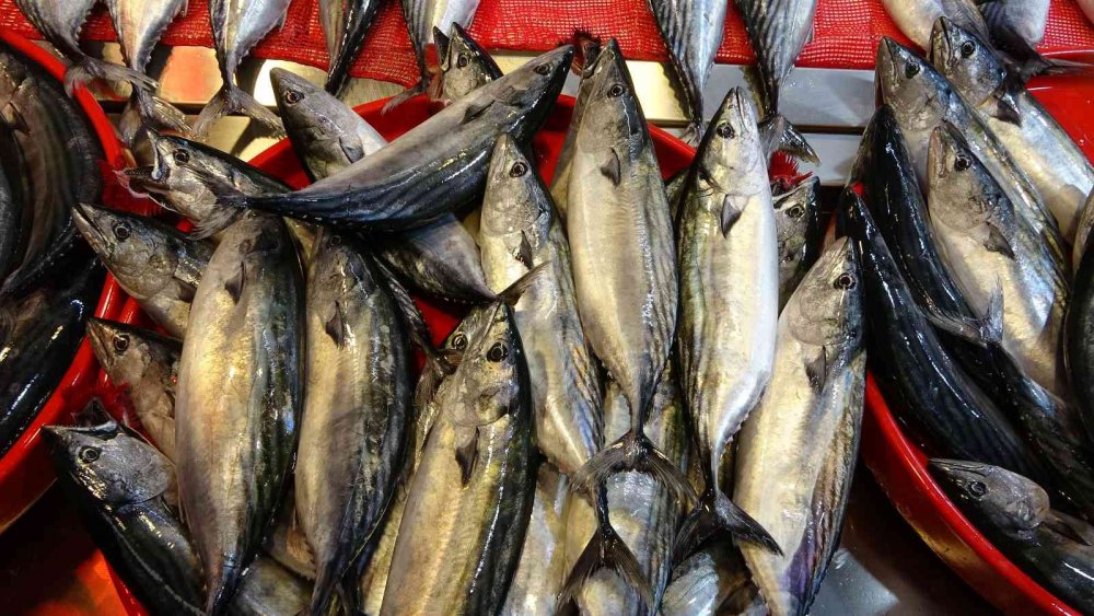 UZUN YILLARIN ARDINDAN BU SEZON ÖZELLİKLE BATI KARADENİZ AÇIKLARINDA BOL MİKTARDA AVLANAN PALAMUT BEREKETİ SÜRÜYOR