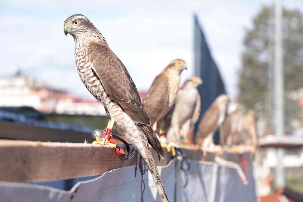 RİZE'NİN ARDEŞEN İLÇESİNDE DÜZENLENEN ŞAHİN-ATMACA GÜZELLİK BECERİ VE DOĞAYA SALIM FESTİVALİ'NDE ATMACA VE ŞAHİNLER YARIŞTI