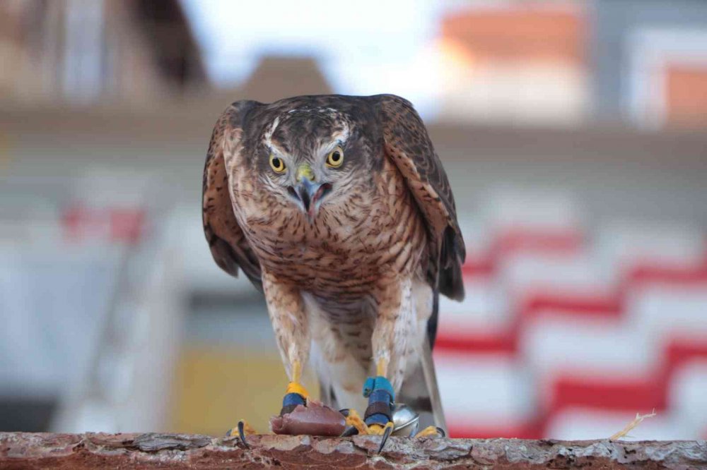 RİZE'NİN ARDEŞEN İLÇESİNDE DÜZENLENEN ŞAHİN-ATMACA GÜZELLİK BECERİ VE DOĞAYA SALIM FESTİVALİ'NDE ATMACA VE ŞAHİNLER YARIŞTI