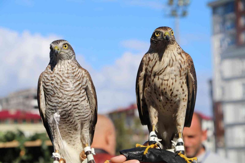RİZE'NİN ARDEŞEN İLÇESİNDE DÜZENLENEN ŞAHİN-ATMACA GÜZELLİK BECERİ VE DOĞAYA SALIM FESTİVALİ'NDE ATMACA VE ŞAHİNLER YARIŞTI