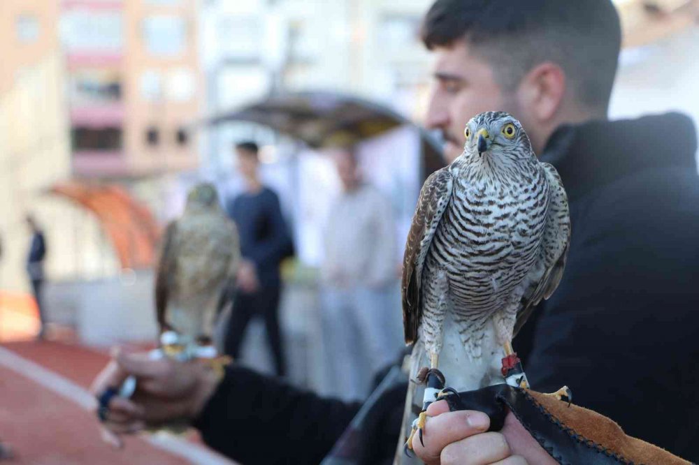 RİZE'NİN ARDEŞEN İLÇESİNDE DÜZENLENEN ŞAHİN-ATMACA GÜZELLİK BECERİ VE DOĞAYA SALIM FESTİVALİ'NDE ATMACA VE ŞAHİNLER YARIŞTI
