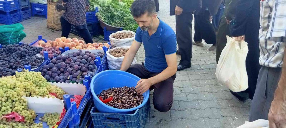 KASTAMONU'DA ORMANLARDAN TOPLANAN KESTANENİN KİLOGRAM FİYATI 15 TL'YE KADAR DÜŞTÜ