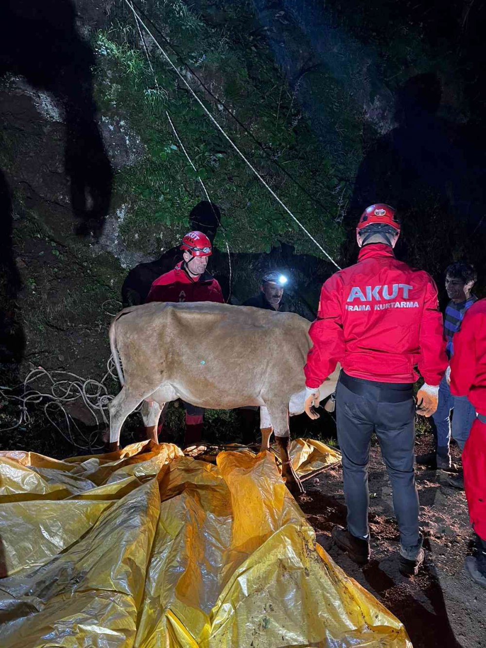 GİRESUN'UN BURHANİYE KÖYÜNDE YAMAÇTAN DÜŞTÜĞÜ YERDE MAHSUR KALAN İNEĞİ AKUT EKİPLERİ KURTARDI