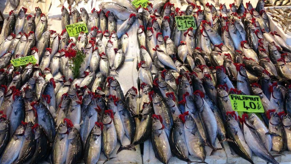 KARADENİZ'DE SON YILLARIN EN BEREKETLİ PALAMUT AVI SÜRÜYOR. ÖZELLİKLE SON 1 AYDIR PALAMUTTA SON YILLARIN EN BOL VE EN UCUZ DÖNEMİ YAŞANIRKEN BALIKÇILAR DA VATANDAŞLAR DA BU DURUMDAN MEMNUN