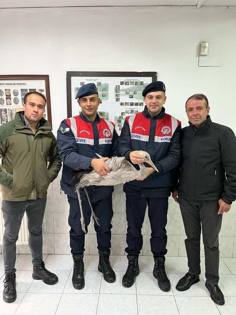ARTVİN'İN BORÇKA İLÇESİNDE JANDARMA EKİPLERİNCE YARALI BULUNAN TURNA KUŞU TEDAVİ ALTINA ALINDI