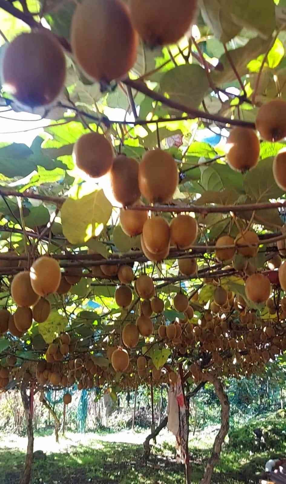 GİRESUN’DA BU DEFA FINDIK DEĞİL KİVİ HASADI HAZIRLIKLARI BAŞLADI