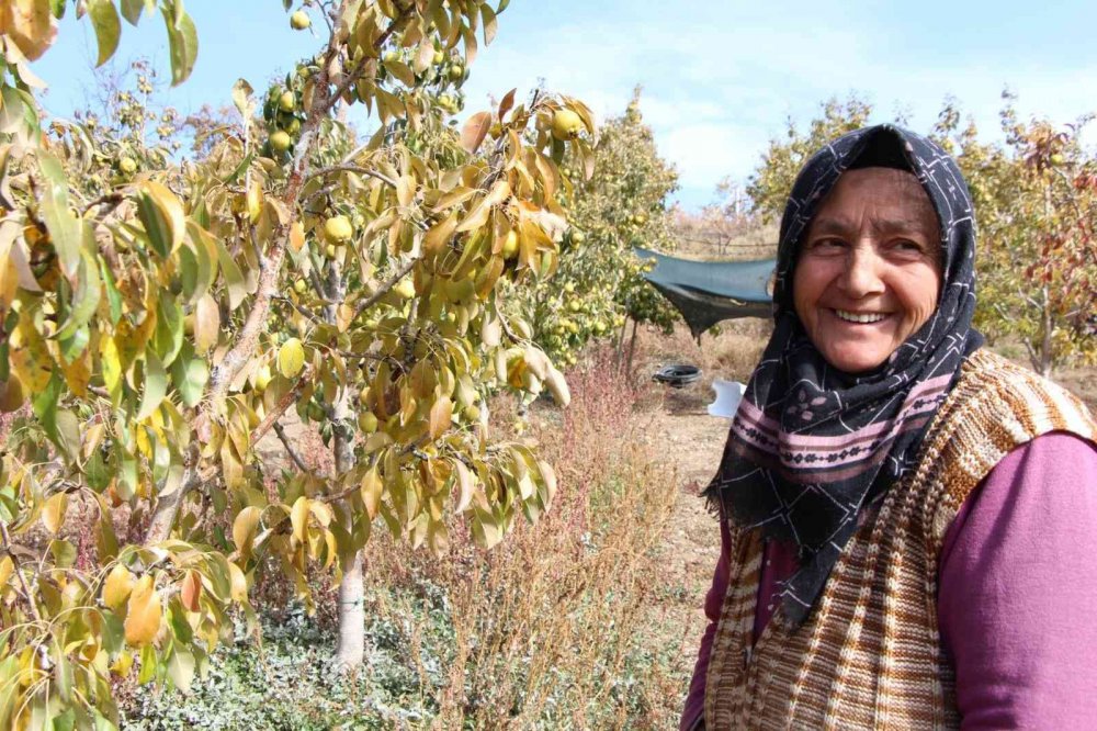 TÜRK SİLAHLI KUVVETLERİNDEN EMEKLİ OLDUKTAN SONRA DOĞDUĞU KÖYE YERLEŞEN EMEKLİ ASTSUBAY YÜKSEL APAYDIN, 15 DÖNÜM ALANDA YETİŞTİRDİĞİ DEVECİ ARMUDUNUN HASADINA BAŞLADI