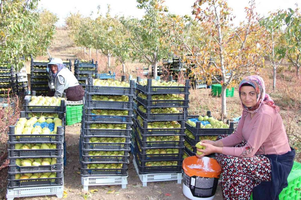 TÜRK SİLAHLI KUVVETLERİNDEN EMEKLİ OLDUKTAN SONRA DOĞDUĞU KÖYE YERLEŞEN EMEKLİ ASTSUBAY YÜKSEL APAYDIN, 15 DÖNÜM ALANDA YETİŞTİRDİĞİ DEVECİ ARMUDUNUN HASADINA BAŞLADI