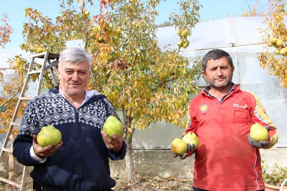 TÜRK SİLAHLI KUVVETLERİNDEN EMEKLİ OLDUKTAN SONRA DOĞDUĞU KÖYE YERLEŞEN EMEKLİ ASTSUBAY YÜKSEL APAYDIN, 15 DÖNÜM ALANDA YETİŞTİRDİĞİ DEVECİ ARMUDUNUN HASADINA BAŞLADI
