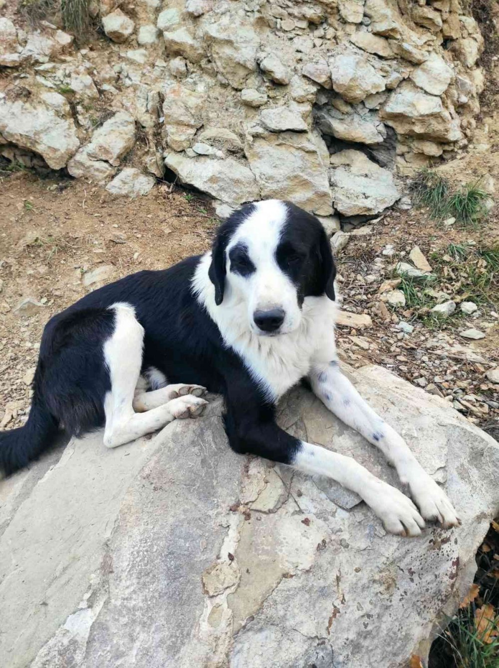 ARTVİN'DE FAALİYETLERİNİ SÜRDÜREN HAYDİKO, YUSUFELİ BARAJI NEDENİYLE SULAR ALTINDA KALACAK OLAN İLÇEDE BULUNAN BİNE YAKIN HAYVANI İÇİN HAREKETE GEÇTİ