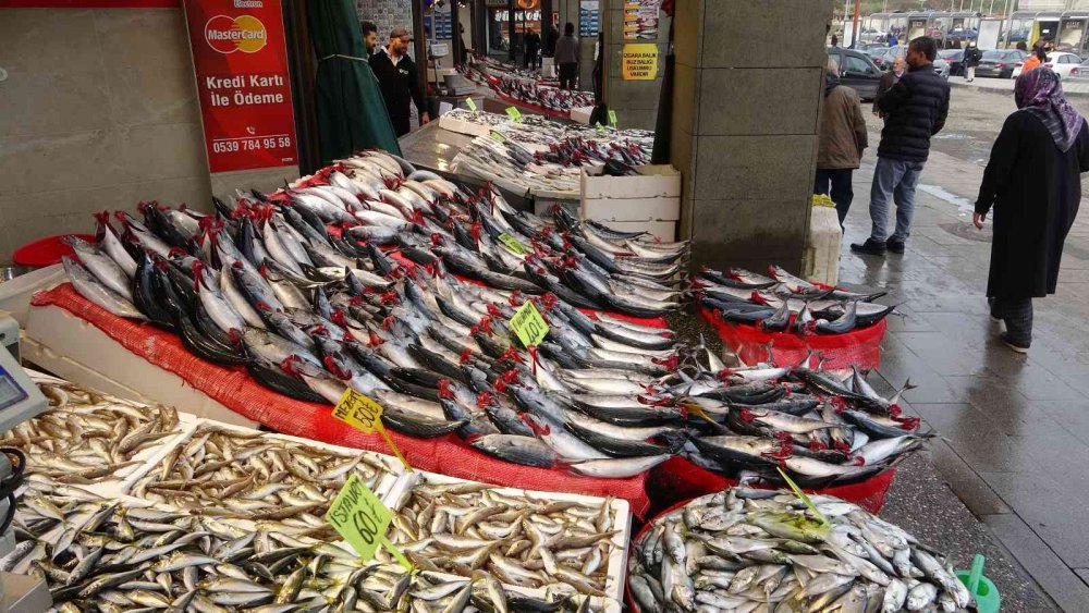 KARADENİZ'DE SON YILLARIN EN BEREKETLİ PALAMUT SEZONU YAŞANIRKEN, BU GÜNLERDE ARTIK PALAMUT AVININ SONUNA GELİNİYOR.PALAMUT AVINDA DÜŞÜŞ, DİĞER BALIK ÇEŞİTLERİNİN AVINDA İSE ARTIŞ YAŞANIYOR