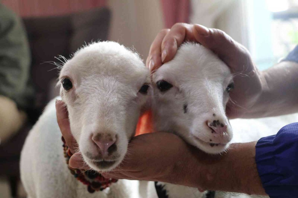 RİZE'NİN ARDEŞEN İLEŞESİNDE YAŞAYAN  BAYRAKTUTAN AİLESİ ANNELERİ ÖLMÜŞ KUZULARA EVLERİNDE BEBEK GİBİ BAKIYORLAR