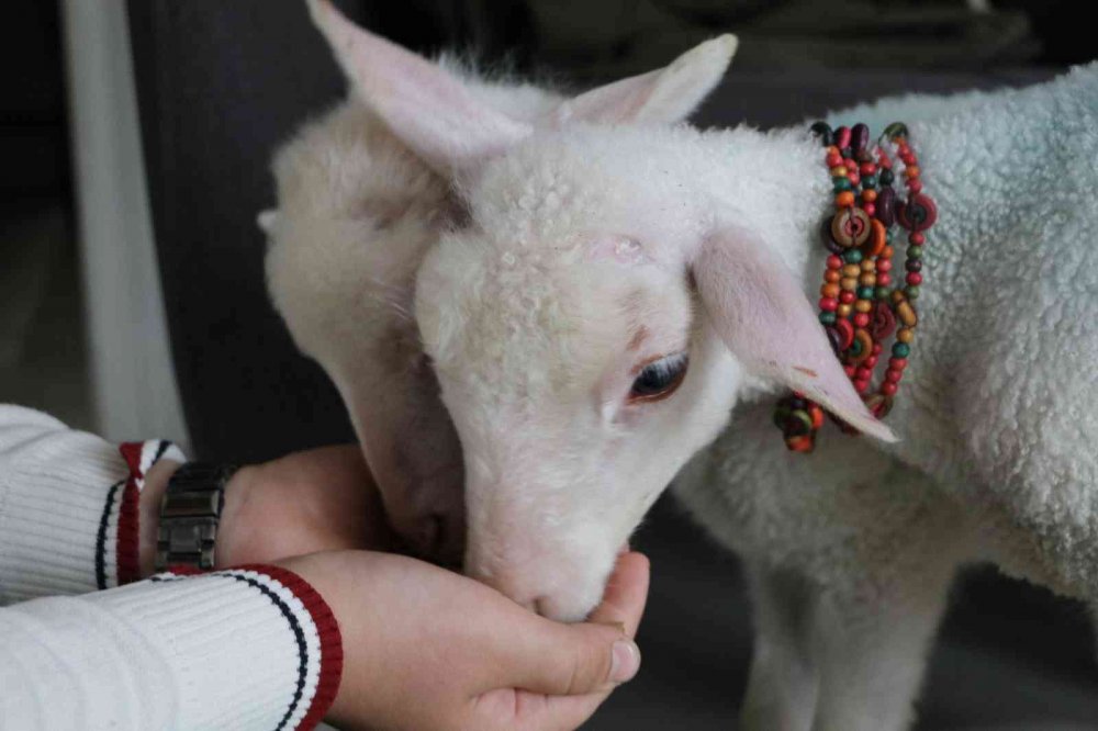 RİZE'NİN ARDEŞEN İLEŞESİNDE YAŞAYAN  BAYRAKTUTAN AİLESİ ANNELERİ ÖLMÜŞ KUZULARA EVLERİNDE BEBEK GİBİ BAKIYORLAR