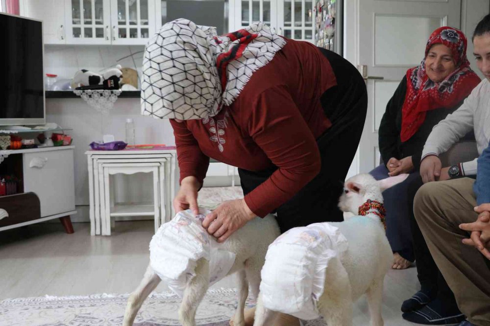 RİZE'NİN ARDEŞEN İLEŞESİNDE YAŞAYAN  BAYRAKTUTAN AİLESİ ANNELERİ ÖLMÜŞ KUZULARA EVLERİNDE BEBEK GİBİ BAKIYORLAR