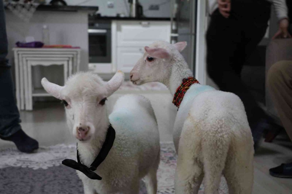 RİZE'NİN ARDEŞEN İLEŞESİNDE YAŞAYAN  BAYRAKTUTAN AİLESİ ANNELERİ ÖLMÜŞ KUZULARA EVLERİNDE BEBEK GİBİ BAKIYORLAR