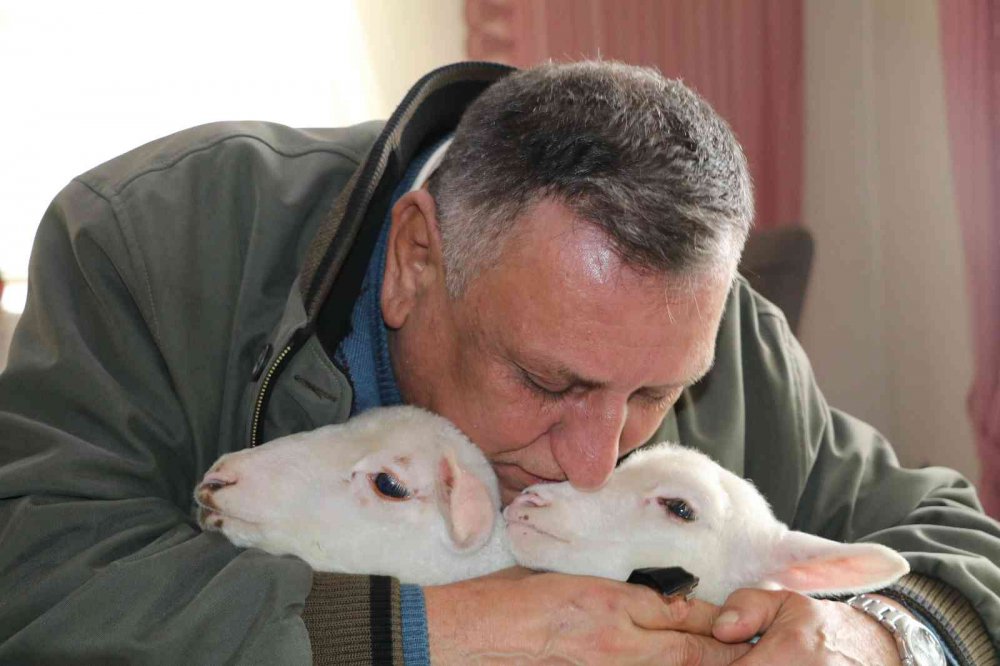 RİZE'NİN ARDEŞEN İLEŞESİNDE YAŞAYAN  BAYRAKTUTAN AİLESİ ANNELERİ ÖLMÜŞ KUZULARA EVLERİNDE BEBEK GİBİ BAKIYORLAR
