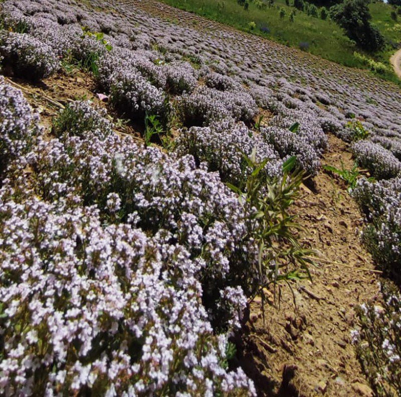 GİRESUN'UN ALUCRA İLÇESİ FEVZİ ÇAKMAK KÖYÜNDEKİ TIBBİ VE AROMATİK BİTKİ YETİŞTİRİCİLİĞİ PROJESİ'NİN DAHİLİNDE ÜRETİLEN İLK KEKİK HASATI YAPILDI