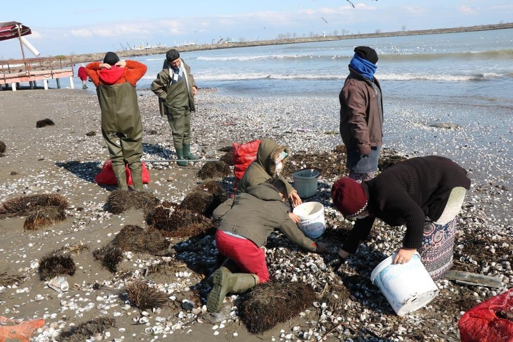 SAMSUN'DA HAYVANSAL ÜRÜN İHRACATI KALEMLERİNDEN DENİZ SALYANGOZU ETİ İHRACATINDAN 4 MİLYON 193 BİN DOLAR, DENİZ SALYANGOZU KAPAĞI İHRACATINDAN DA 241 BİN DOLAR DÖVİZ ELDE EDİLDİ