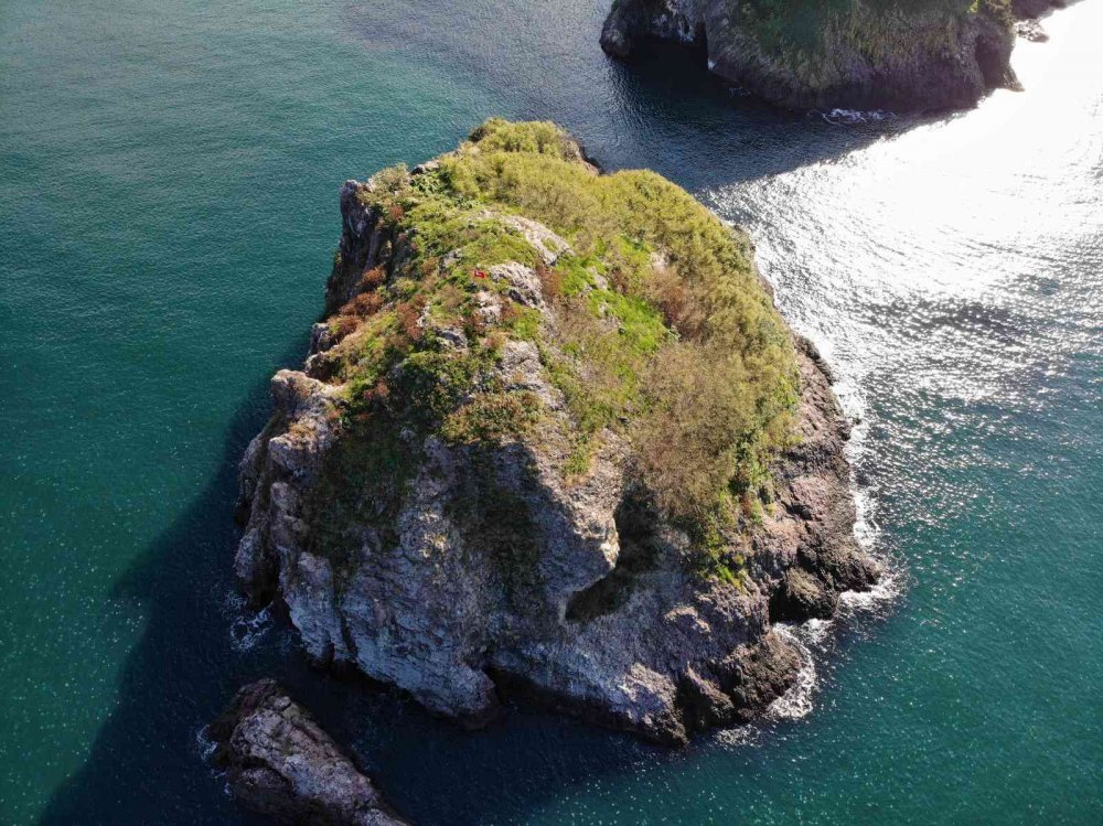 TÜRKİYE'DE, TEPELİ KARABATAK KUŞLARININ YUVA YAPTIĞI İKİ BÖLGEDEN BİRİ OLAN VE ÇİFT GÜMÜŞ MARTILARIN YAŞADIĞI ORDU'NUN PERŞEMBE İLÇESİNDEKİ "HOYNAT ADASI" ZİYARETÇİLERİN BEĞENİSİNİ KAZANIYOR