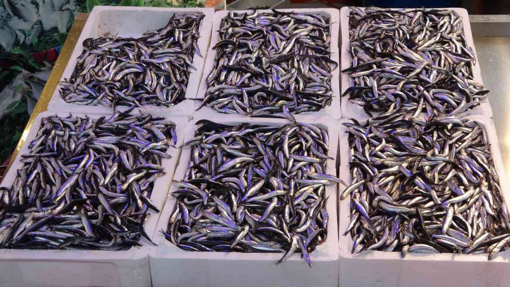 AZALAN PALAMUT AVI YERİNE YAVAŞ YAVAŞ HAMSİ AVINA BIRAKIRKEN, TRABZON BALIK HALİ'NDE BİR HAFTA ÖNCE KİLOSU 65-70 TL'DEN SATILAN HAMSİ DENİZDE BOLLAŞINCA BUGÜN İTİBARİYLE KİLOSU 35-50 TL ARASINDA SATILMAYA BAŞLANDI