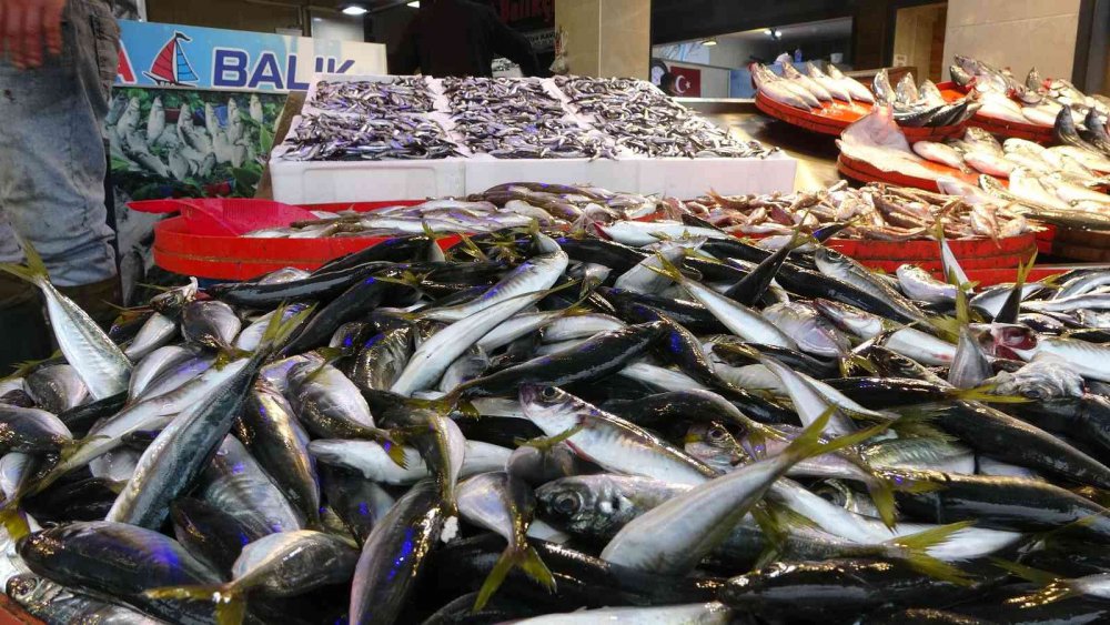 AZALAN PALAMUT AVI YERİNE YAVAŞ YAVAŞ HAMSİ AVINA BIRAKIRKEN, TRABZON BALIK HALİ'NDE BİR HAFTA ÖNCE KİLOSU 65-70 TL'DEN SATILAN HAMSİ DENİZDE BOLLAŞINCA BUGÜN İTİBARİYLE KİLOSU 35-50 TL ARASINDA SATILMAYA BAŞLANDI